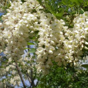 Acacia